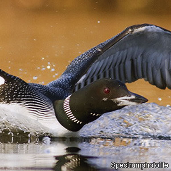 [Picture on pages 16 and 17]