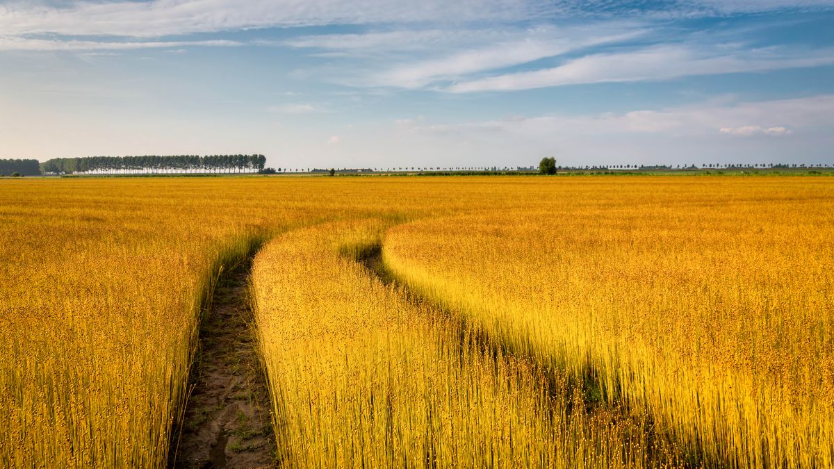 Picture A : A flax field