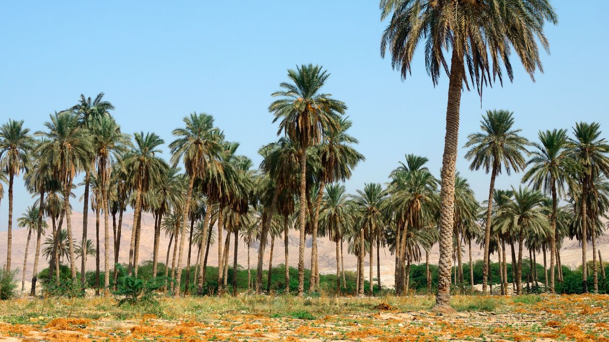 A field of date palm trees and other vegetation.
