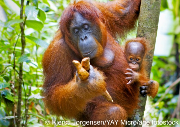 The orangutan​—common in the rain forests of Sumatra and Borneo​—is the world’s largest tree-dwelling animal. A full-grown male may weigh 200 pounds (90.7 kg) and have arms that span 8 feet (2.4 m)