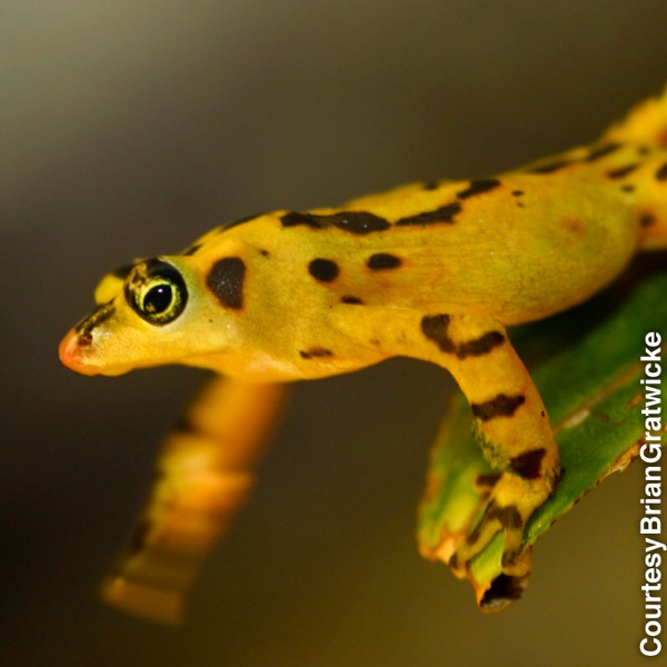 DID YOU KNOW? The Panamanian golden frog (Atelopus zeteki) “waves” its limbs to attract prospective mates and warn rivals