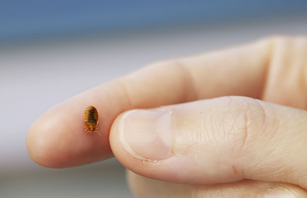 An adult bedbug measures only about one fifth of an inch (0.5 cm) in length