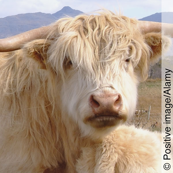 A highland cow with her calf