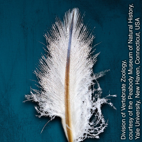 Emperor penguin feather