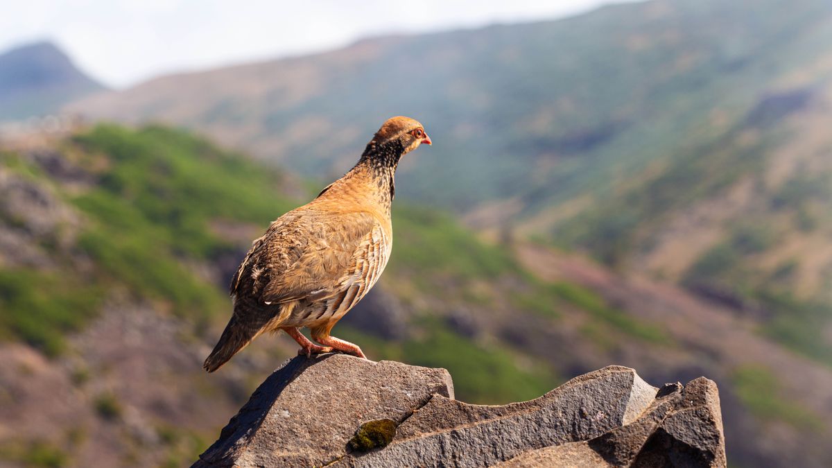 A partridge perched atop a rock in the mountains.