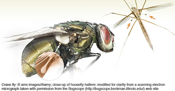 Without halteres, this housefly (left) and the crane fly would quickly crash to the ground