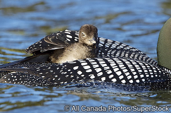 A loon chick resting on its parent’s back
