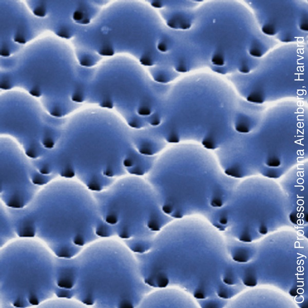 Crystalline bumps on the skeleton serve as high-quality microlenses