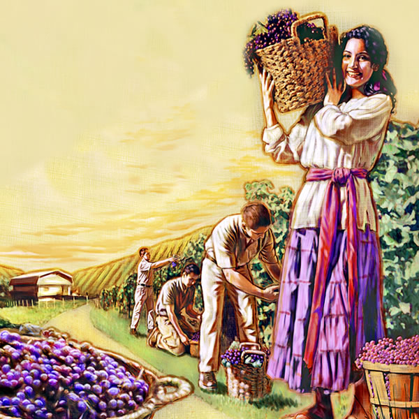 People harvesting grapes in Paradise