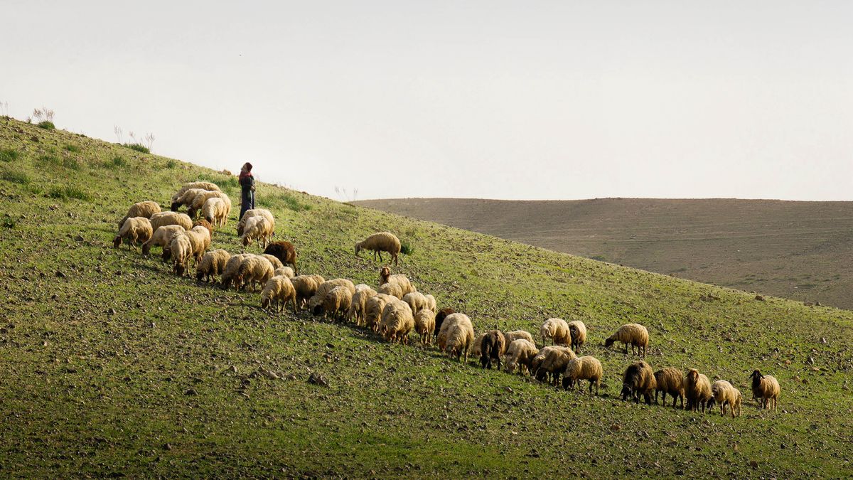A shepherd with his flock of sheep on a sprawling green slope in the countryside.