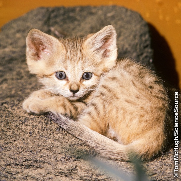 After about a two-month gestation period, a sand cat will bear, on the average, three kittens