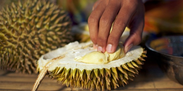 Durian fruit has a succulent creamy inside and is enjoyed by many despite its strong odor