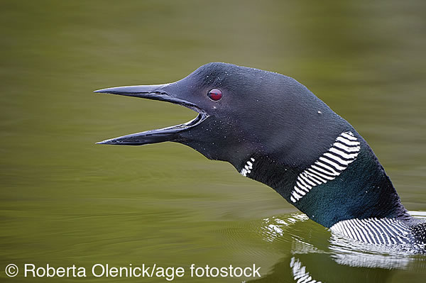 A common loon vocalizing